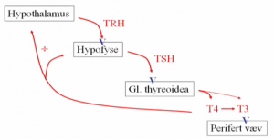 Thyroidea-aksen