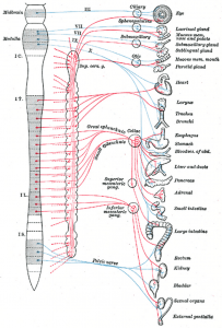 Truncus sympathicus