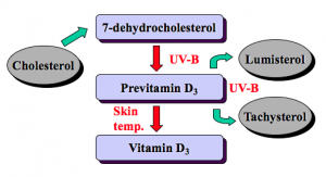 Syntese af vitamin D i huden