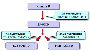 Syntese af vitamin D i leveren og nyren