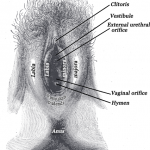 Hymen