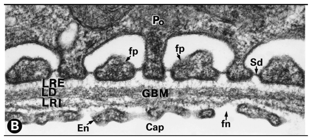 De forskellige lag i glomerulus