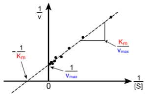 Lineweaver-Burk plot