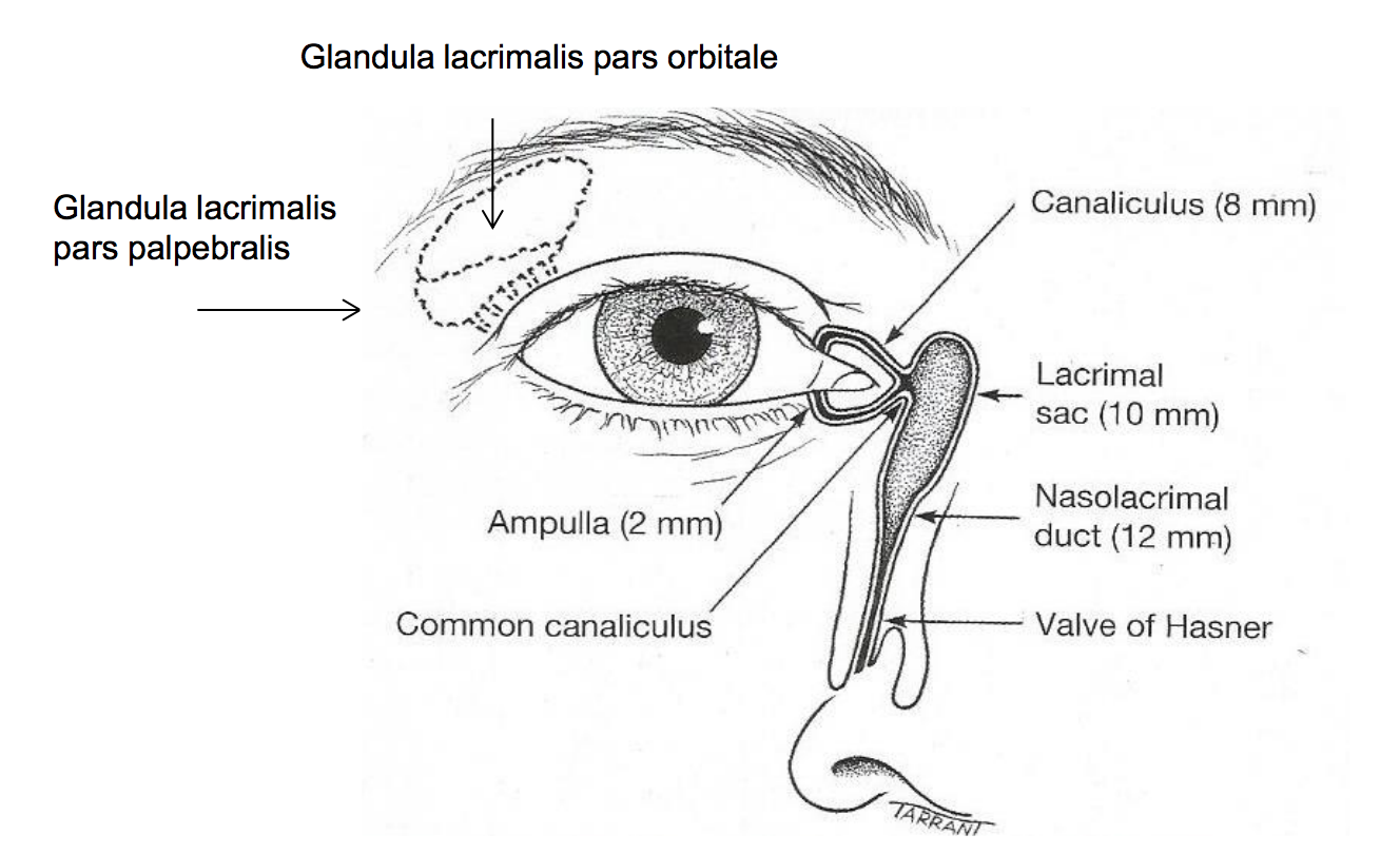 Слезная железа находится. Анатомия слезных путей глаза строение. Строение НОСО слезных путей. Слезный проток анатомия. Строение слезного аппарата глаза.