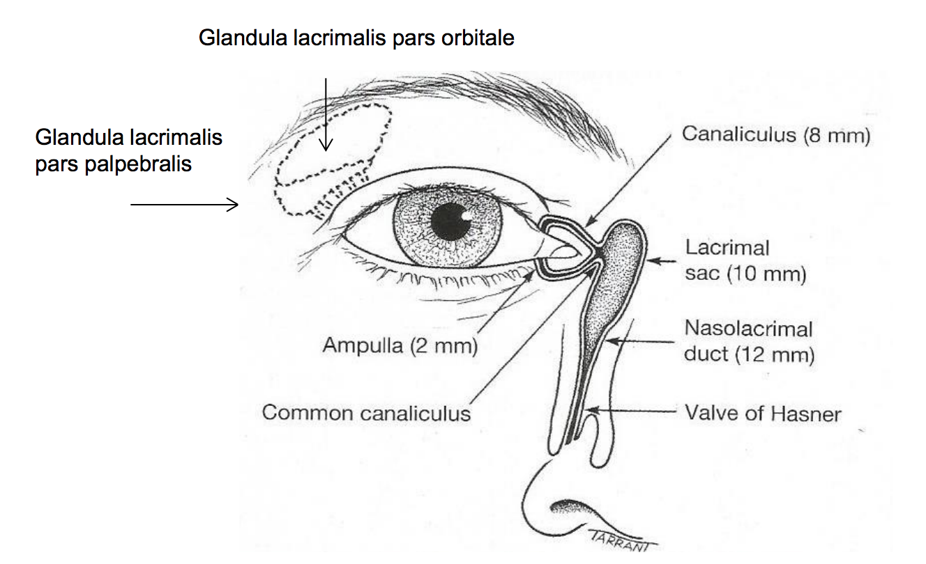 Анатомия слезных путей глаза строение. Строение НОСО слезных путей. Слезный проток анатомия. Строение слезного аппарата глаза. Почему на улице текут слезы из глаз