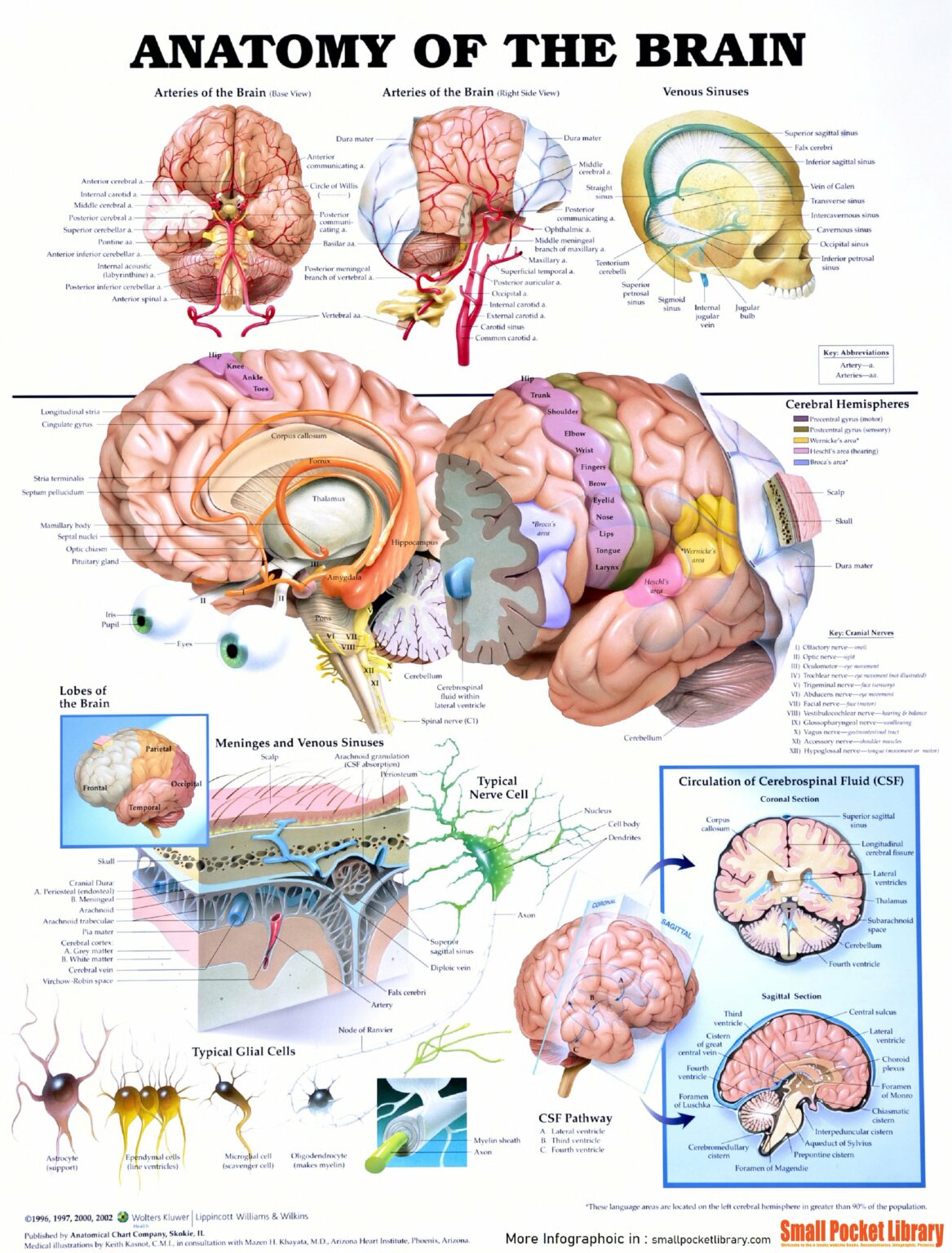 hjernen-medicin-wiki