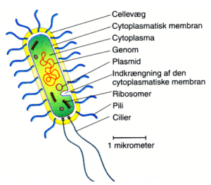 Bakterier Medicin wiki