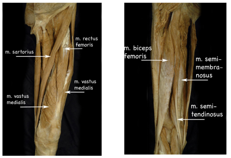 m. semimembranosus Medicin.wiki